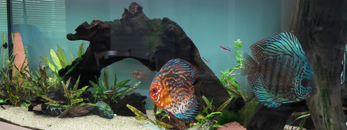 aquarium 240l