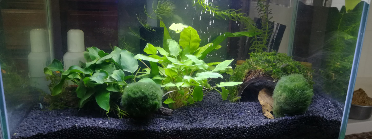 aquarium Fluvial 23
