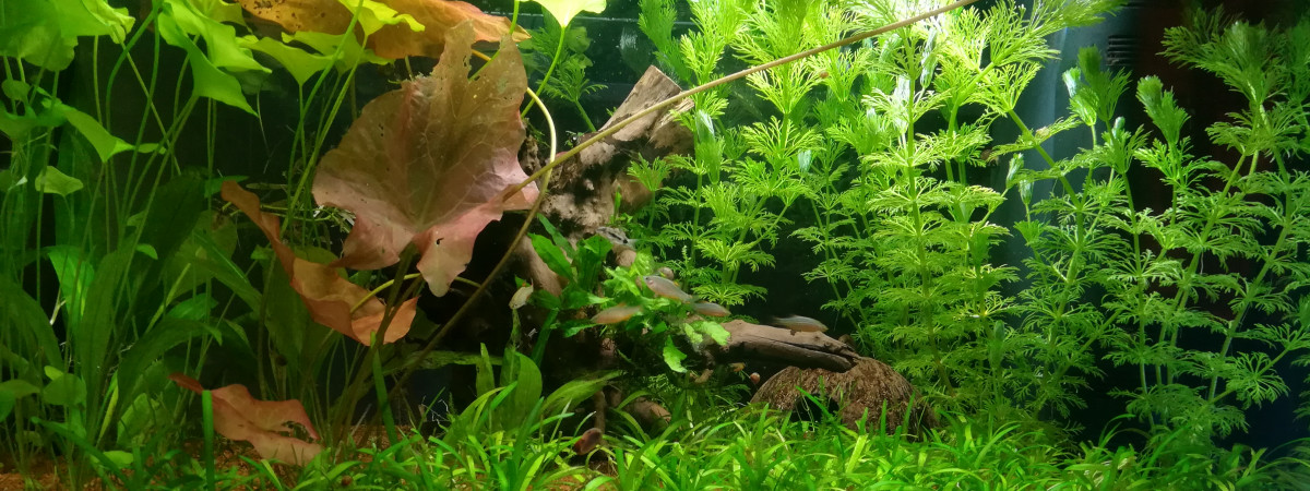 aquarium Aquatlantis 60