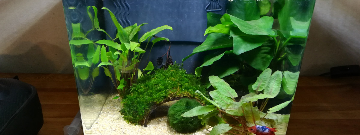 aquarium Superfish 15