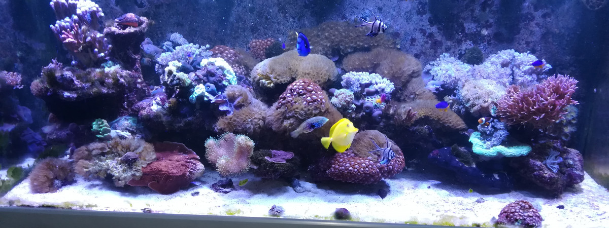 aquarium Red sea 650