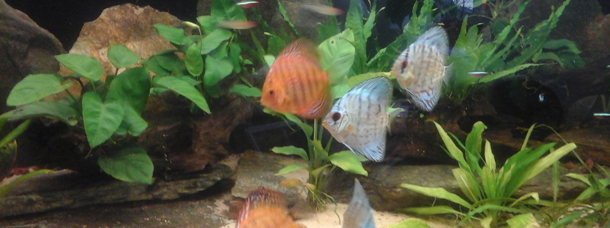 aquarium Bac amazonien