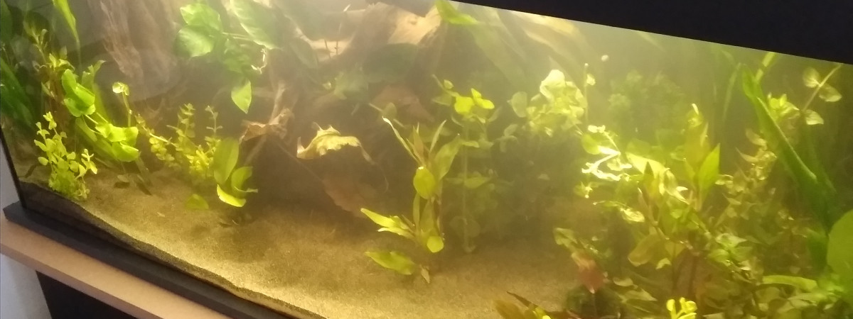 aquarium Mon premier aquarium