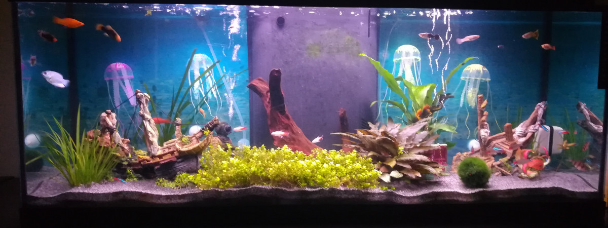 aquarium Neon