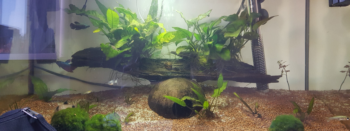 aquarium Combattant femelle