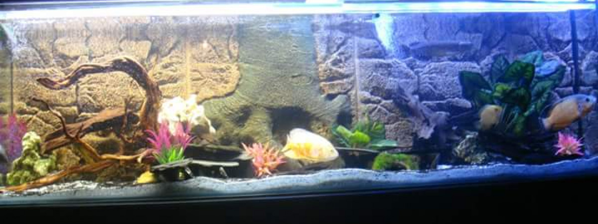 aquarium Amazonien 500litre