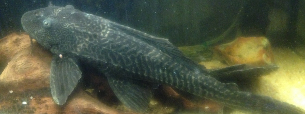 aquarium leon