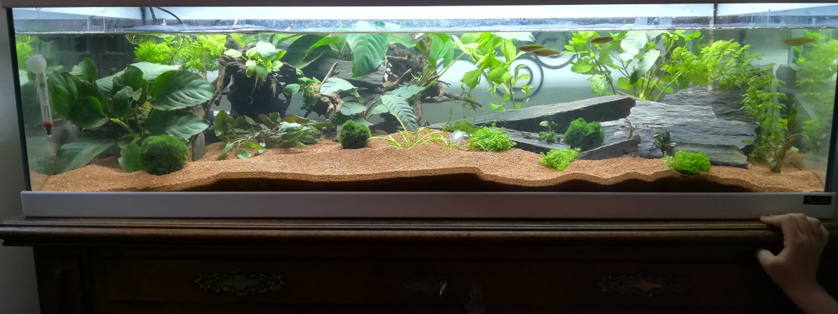 aquarium Tortilla 100