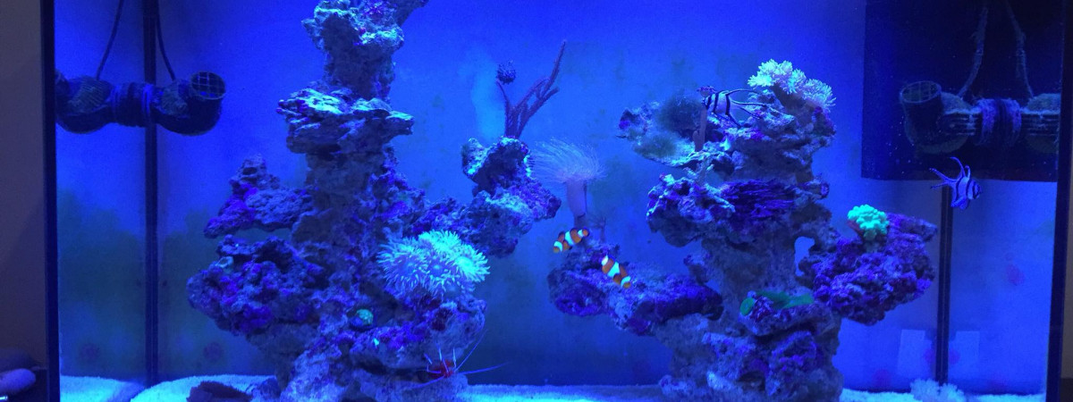 aquarium Le Monde de Nemo