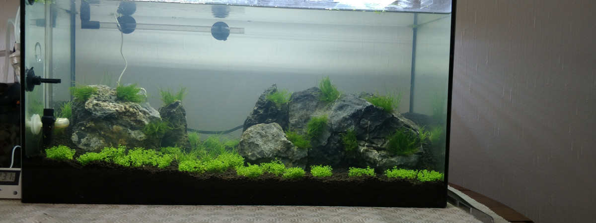 aquarium aquascape