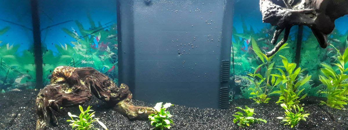 aquarium Aquarium