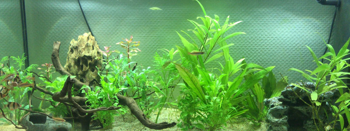 aquarium Juwel