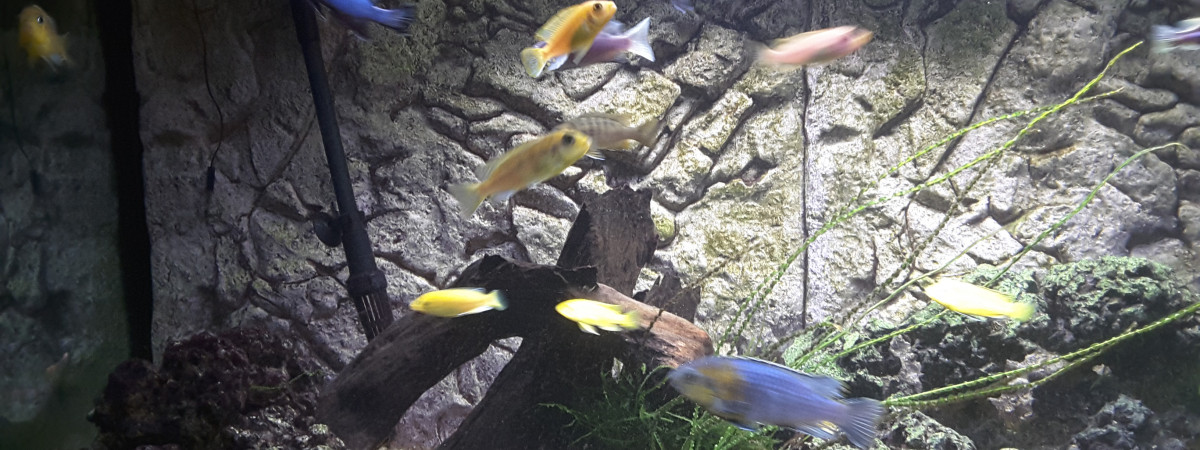 aquarium Chiclide