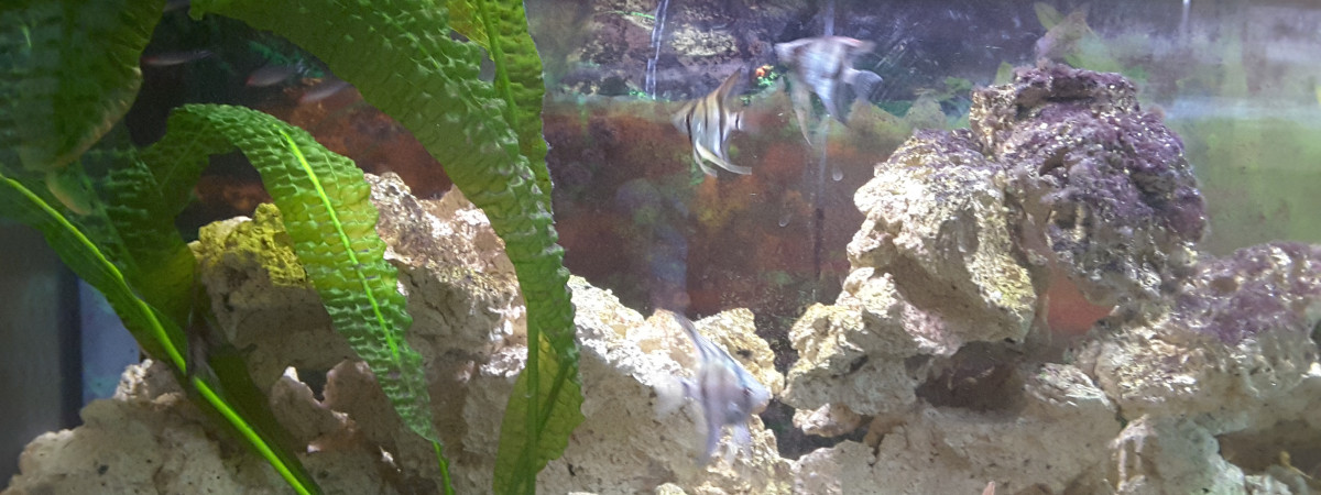 aquarium Bac communautaire