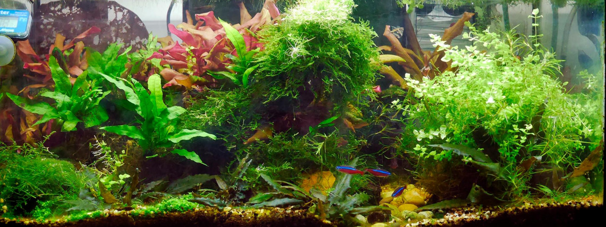 aquarium 54L