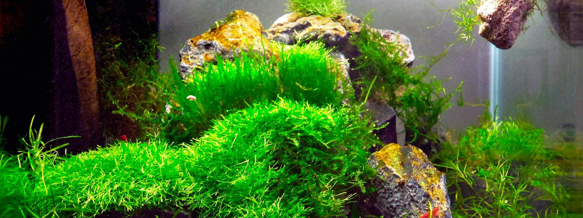aquarium 30L TrashTank neocaridina