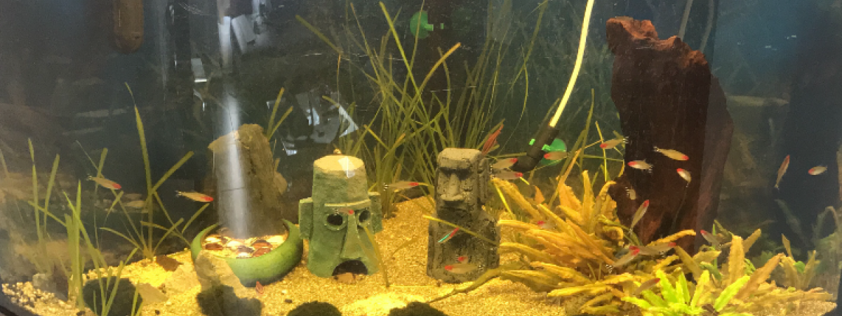 aquarium Trigon190