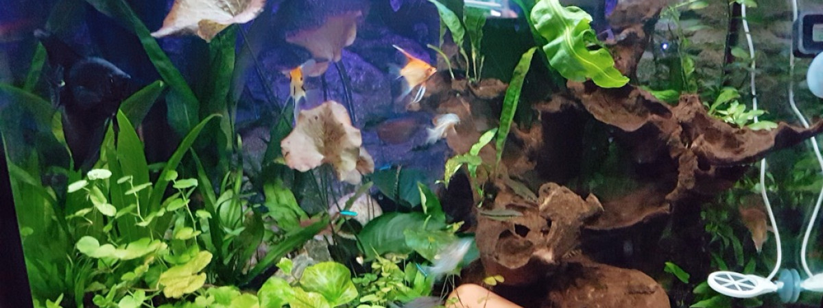 aquarium Juwel lido 200