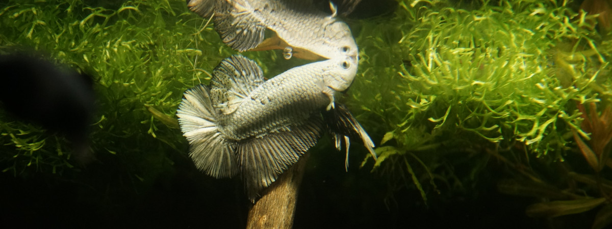aquarium nano 30l