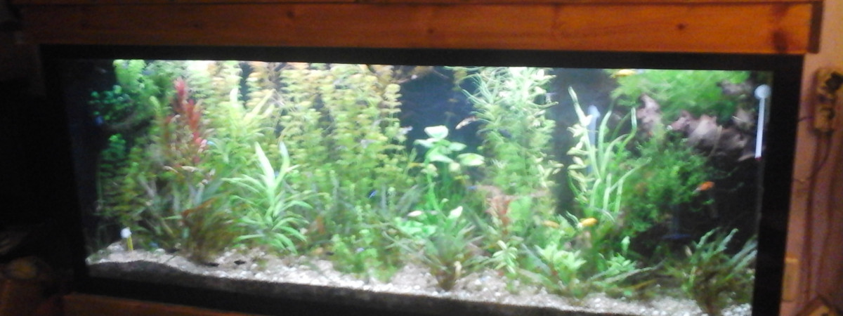 aquarium aquarium salon