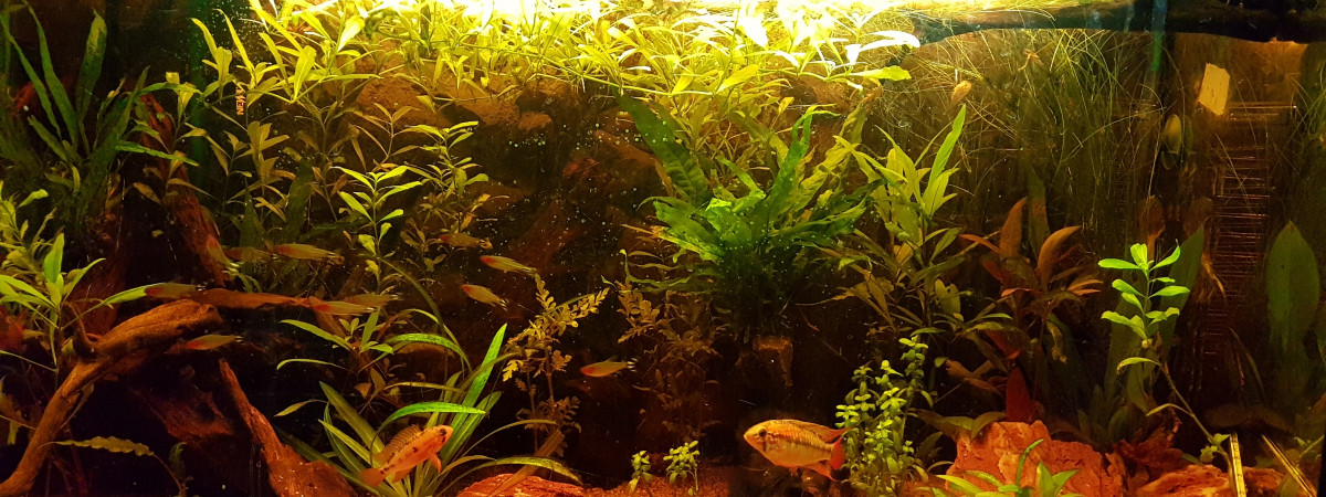 aquarium Rio 125