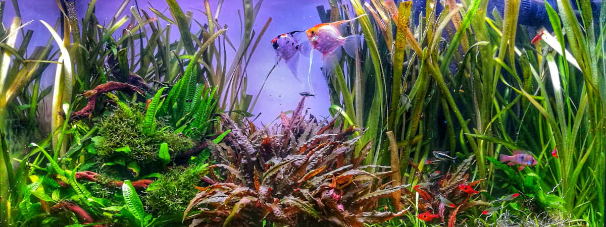 aquarium Aquatlantis 180L Rio Amazonien