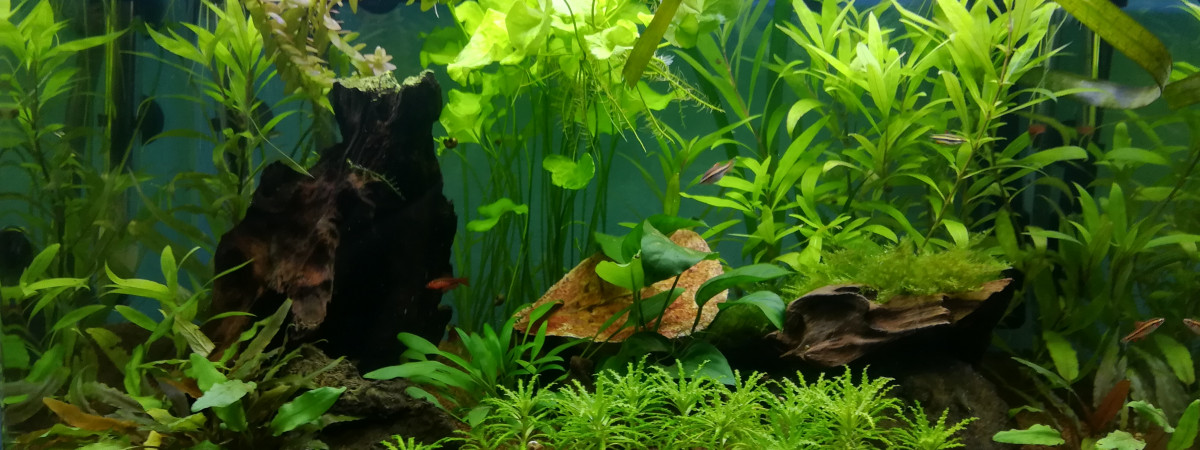 aquarium Aquarium 80 litres