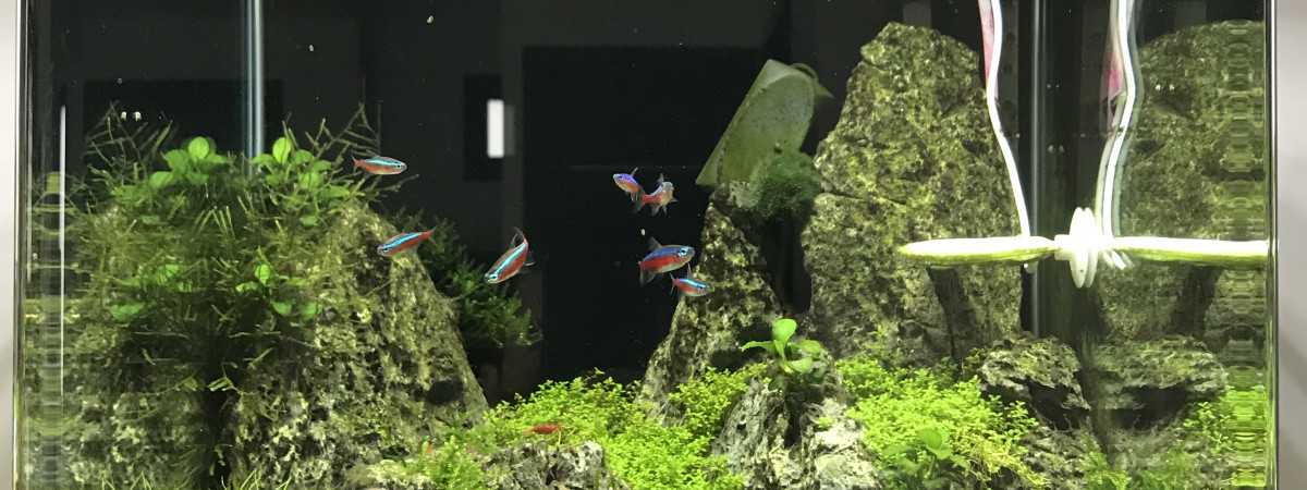aquarium Nano bac dennerlé 60l