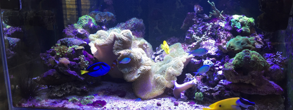 aquarium Recif 600 litres