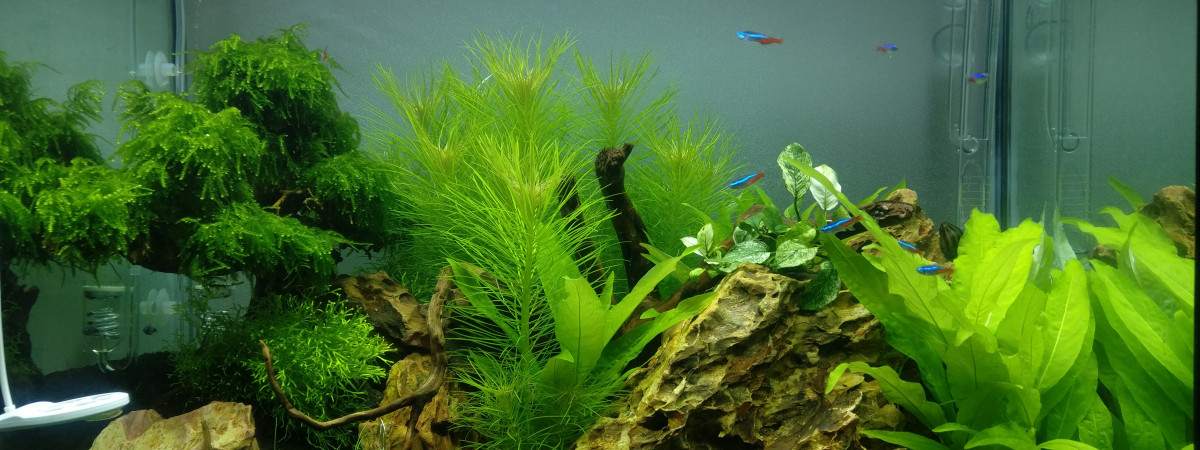aquarium Aquascaping Crevettes