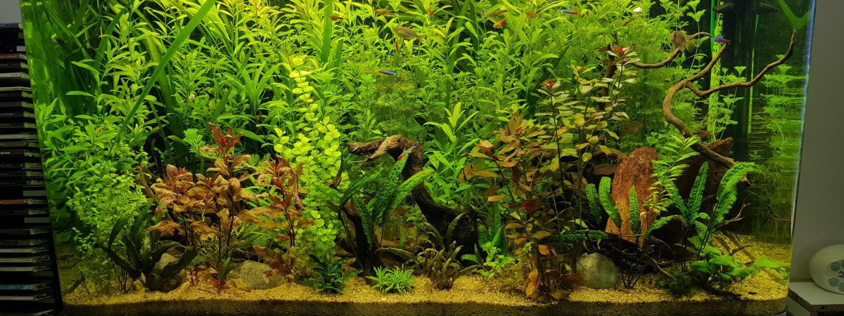 aquarium Osaka 320l