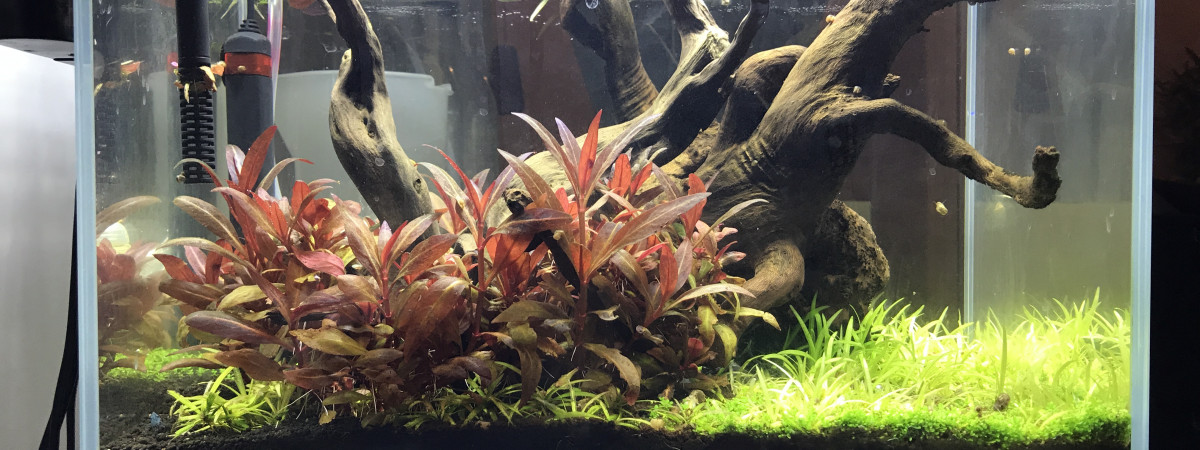 aquarium Ada Cube Garden