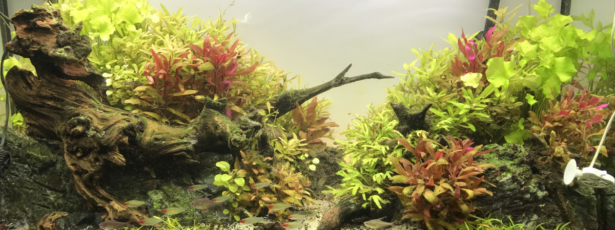 aquarium Biotope amazonien