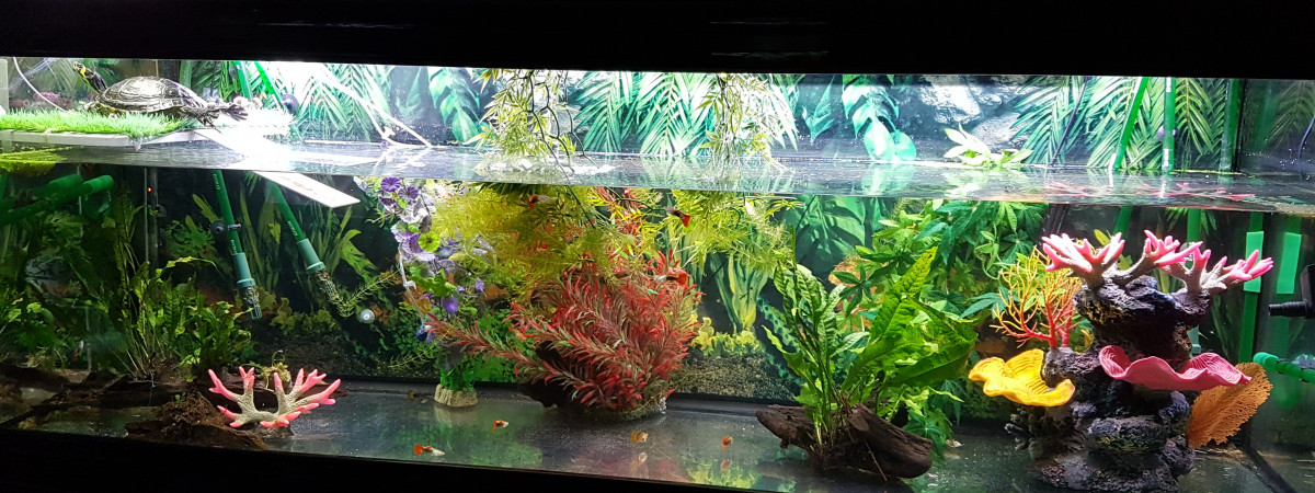 aquarium Tortue