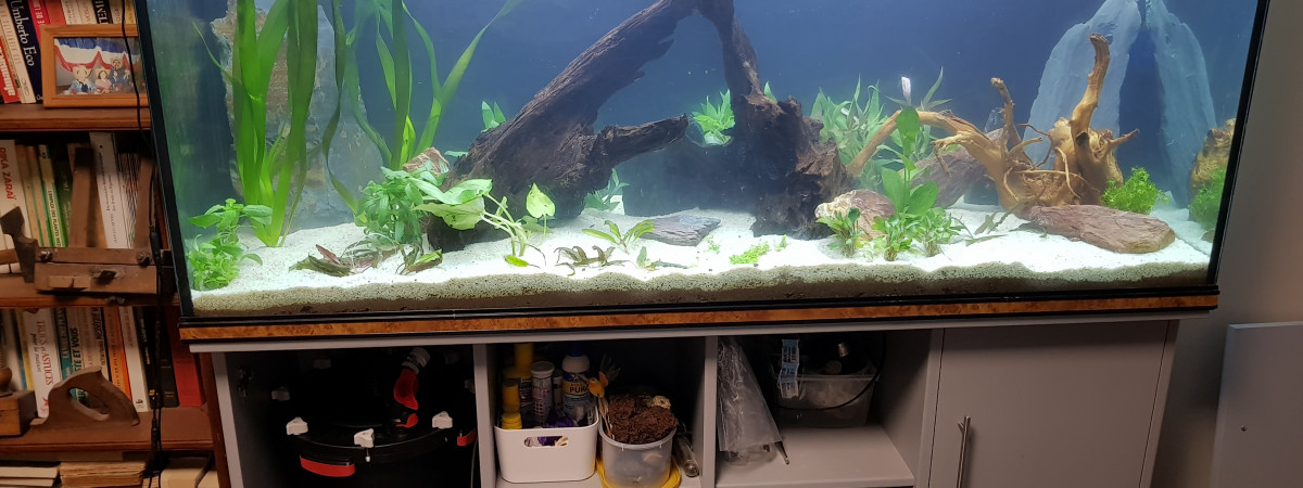 aquarium 500l amazonien pour scalaire soit rio nanay ou manacuppru a dos rouge en rodage