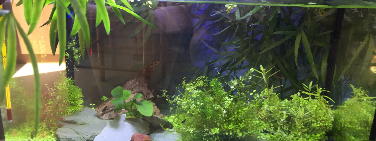 aquarium Spécifique crevette