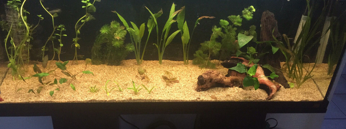 aquarium Amazonien