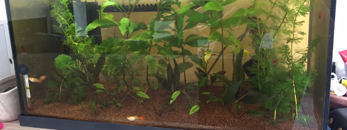 aquarium Kohaku