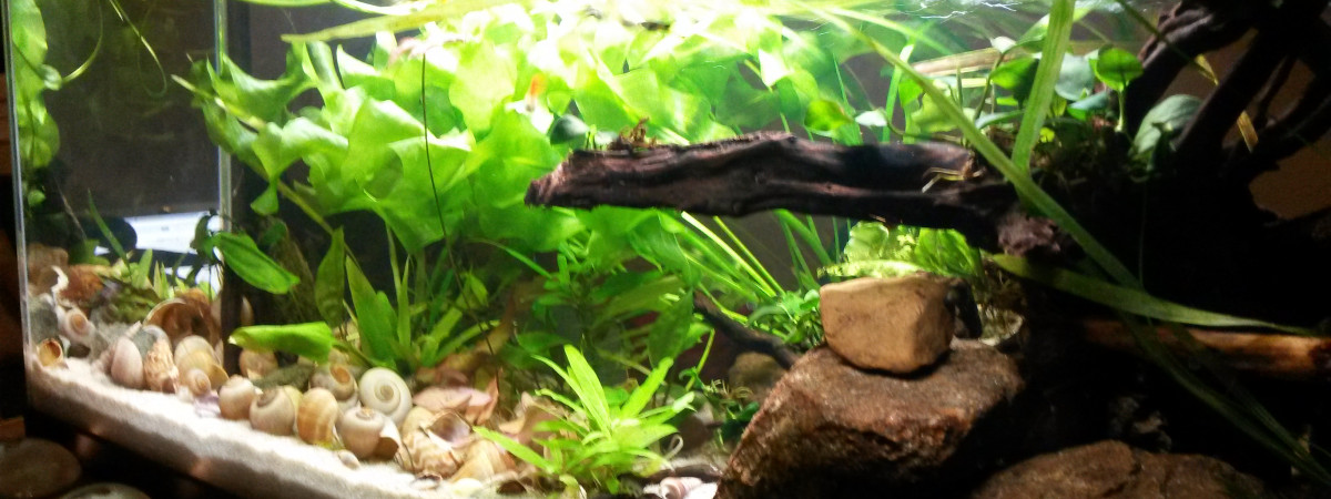 aquarium 74L néolamprologus multifasciatus