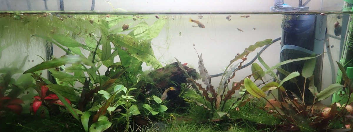 aquarium 15L nurserie