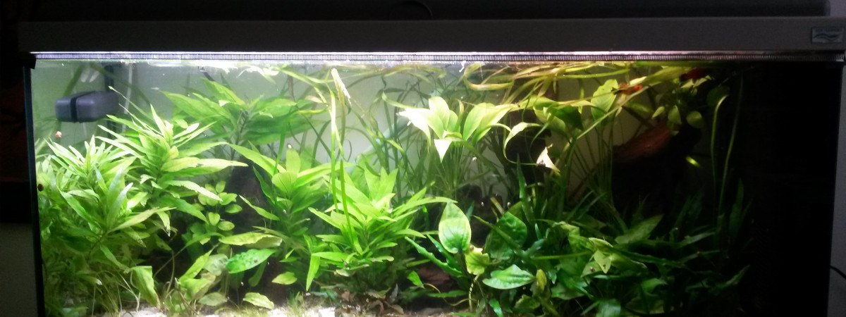aquarium 140L amazonie