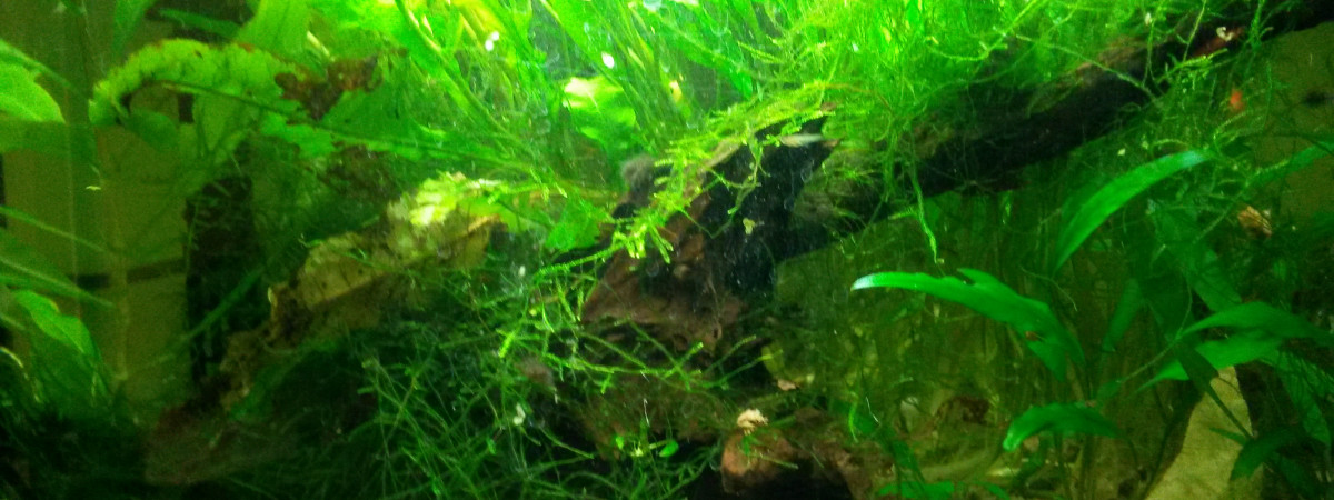 aquarium 40L stand by