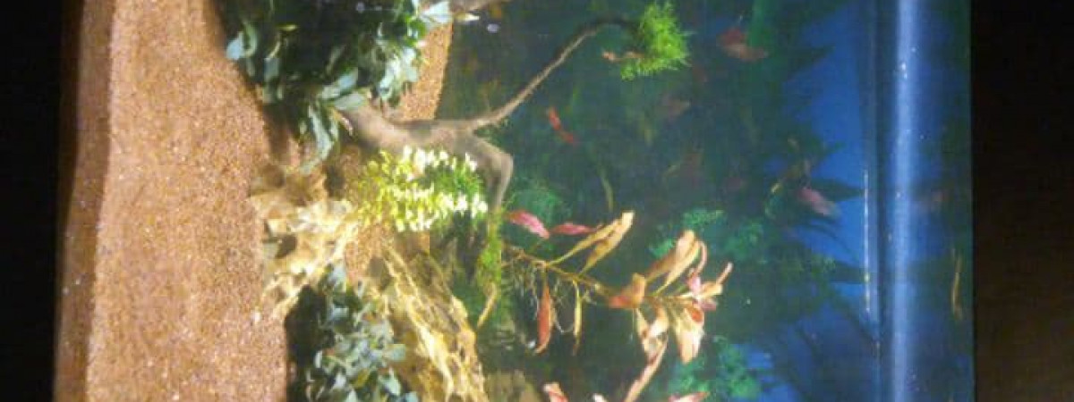 aquarium Bac 200L