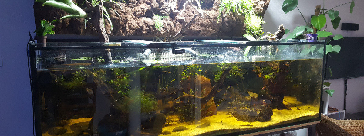 aquarium Amazonien