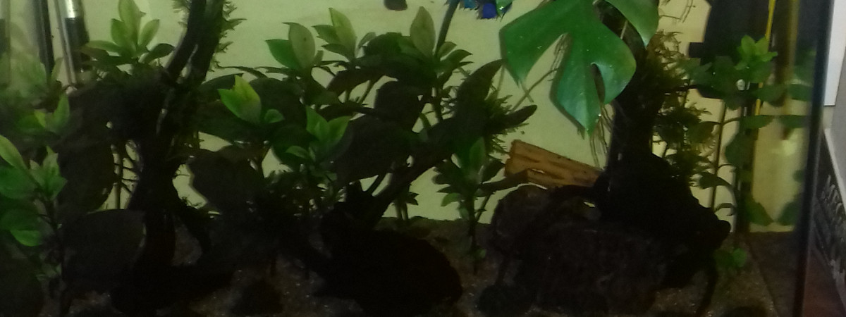 aquarium Bac low tech malaisien 60l