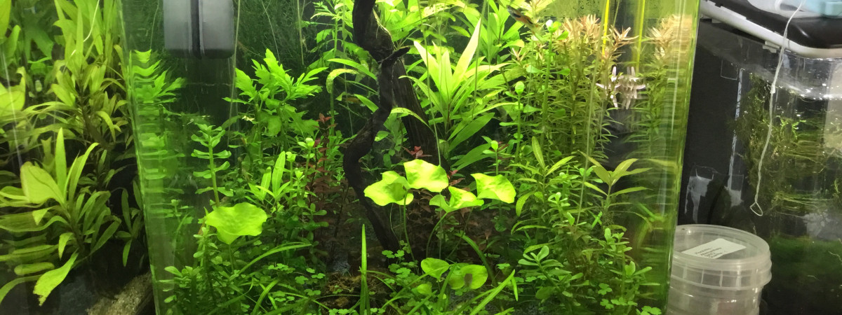 aquarium Nano 30L G.endler Sakura orange