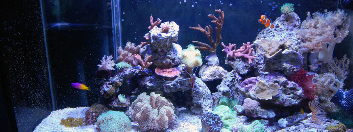 aquarium Récifal