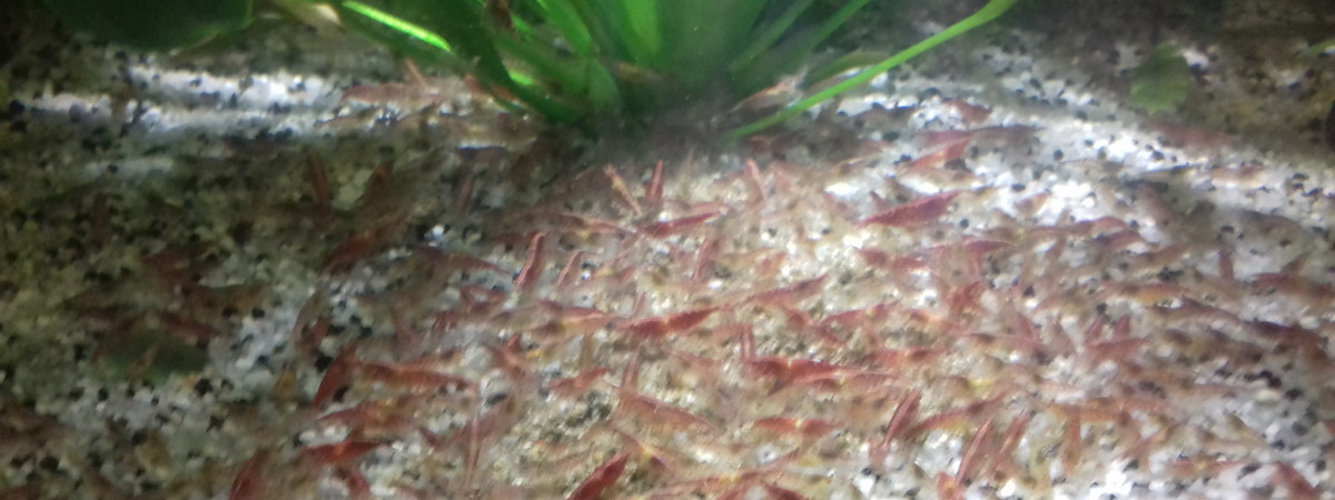 aquarium worms