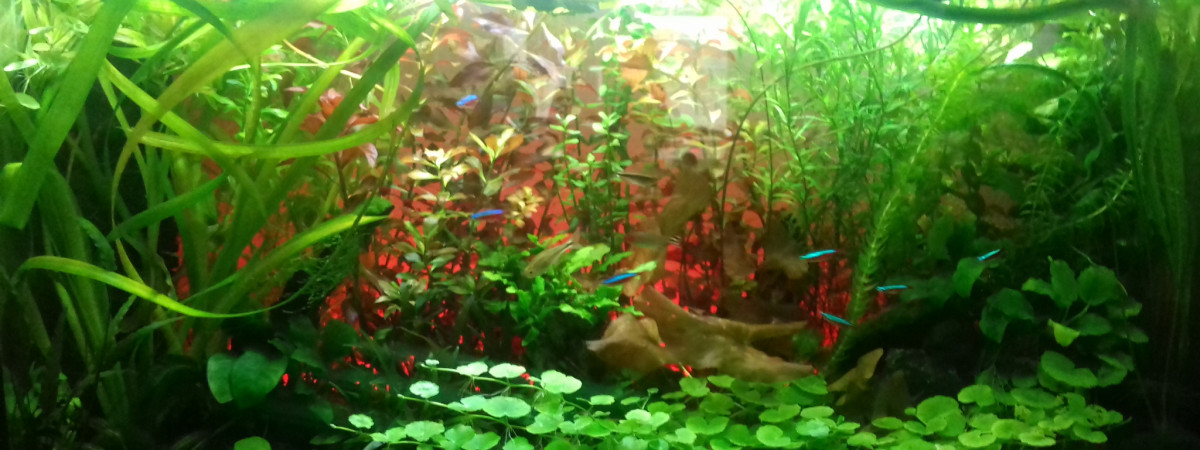 aquarium h2o