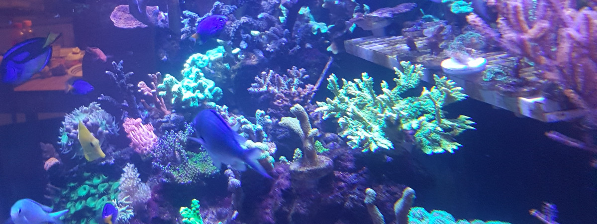 aquarium Marin